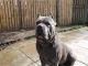 Cane Corso Puppies for sale in Charlotte, NC, USA. price: $800