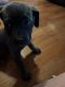 Cane Corso Puppies for sale in Ozark, MO, USA. price: $800