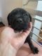 Cane Corso Puppies for sale in Davenport, IA, USA. price: NA