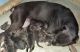 Cane Corso Puppies for sale in Woodruff, SC 29388, USA. price: $700
