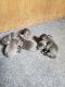 Cane Corso Puppies for sale in Lodi, CA, USA. price: $1,500