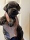 Cane Corso Puppies for sale in Sallisaw, OK 74955, USA. price: NA
