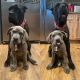 Cane Corso Puppies for sale in Bayfield, CO 81122, USA. price: $1,500