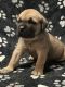 Cane Corso Puppies for sale in Little Rock, AR, USA. price: $2,500