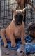 Cane Corso Puppies for sale in Trinity, TX 75862, USA. price: $1,200