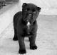 Cane Corso Puppies for sale in Los, Ios 840 01, Greece. price: NA