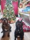 Cane Corso Puppies for sale in Blue Ridge, GA 30513, USA. price: $2,000