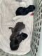 Cane Corso Puppies for sale in Annapolis, MD, USA. price: $1,000