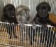 Cane Corso Puppies for sale in Hastings, MI 49058, USA. price: $1,900