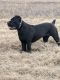 Cane Corso Puppies for sale in Wichita, KS, USA. price: $2,000