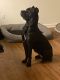 Cane Corso Puppies for sale in Travis AFB, Fairfield, CA, USA. price: NA