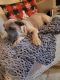 Cane Corso Puppies for sale in Manteca, CA, USA. price: $1,300