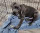 Cane Corso Puppies for sale in Stockton, CA, USA. price: $2,500