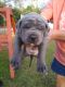 Cane Corso Puppies for sale in Irwinton, GA, USA. price: $500