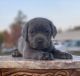 Cane Corso Puppies for sale in Whitehall, MT 59759, USA. price: $850