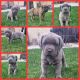 Cane Corso Puppies for sale in Mentone, CA 92359, USA. price: $1,000