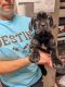 Cane Corso Puppies for sale in Hickory, NC, USA. price: NA