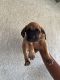 Cane Corso Puppies for sale in Adelanto, CA, USA. price: $800