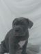 Cane Corso Puppies for sale in Rawlins, WY 82301, USA. price: $1,000