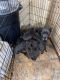Cane Corso Puppies for sale in Lake Charles, LA, USA. price: $800