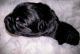 Cane Corso Puppies for sale in Maryville, TN, USA. price: NA