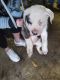 Cane Corso Puppies for sale in Kansas City, KS, USA. price: $30,000