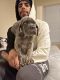 Cane Corso Puppies for sale in Tyler, TX, USA. price: NA
