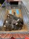 Cane Corso Puppies for sale in Conroe, TX, USA. price: $3,000