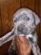 Cane Corso Puppies for sale in Mt Vernon, IL 62864, USA. price: $500