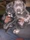 Cane Corso Puppies for sale in Harvey, LA, USA. price: $1,350