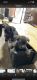 Cane Corso Puppies for sale in Dolton, IL 60419, USA. price: NA