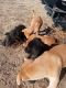 Cane Corso Puppies for sale in Fountain, CO, USA. price: $125