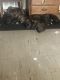 Cane Corso Puppies for sale in Lansing, MI, USA. price: $600