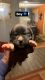 Cane Corso Puppies for sale in Suffolk, VA, USA. price: $1,000
