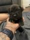 Cane Corso Puppies for sale in Lewis McChord, WA 98439, USA. price: $1,800
