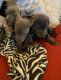 Cane Corso Puppies for sale in Queen Creek, AZ 85142, USA. price: $3,000