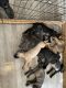 Cane Corso Puppies for sale in La Plata, MD 20646, USA. price: $1,000
