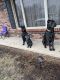 Cane Corso Puppies for sale in Hickory, NC, USA. price: $1,600