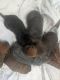 Cane Corso Puppies for sale in Sumner, IA 50674, USA. price: $1,500