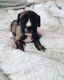 Cane Corso Puppies for sale in Philadelphia, PA, USA. price: $650