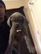 Cane Corso Puppies for sale in Terry, MS 39170, USA. price: $2,500