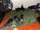 Cane Corso Puppies for sale in San Antonio, TX 78228, USA. price: $100
