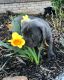 Cane Corso Puppies for sale in Powder Springs, GA 30127, USA. price: $2,500