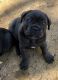 Cane Corso Puppies for sale in Powder Springs, GA 30127, USA. price: $2,500