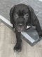 Cane Corso Puppies for sale in Livingston, TX 77351, USA. price: $1,800