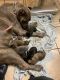 Cane Corso Puppies for sale in Orlando, FL, USA. price: $1,250