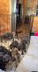 Cane Corso Puppies for sale in Lineville, AL 36266, USA. price: NA