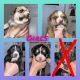 Cane Corso Puppies for sale in Sierra Vista, AZ 85635, USA. price: $300