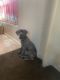 Cane Corso Puppies for sale in Indianapolis, IN, USA. price: $800