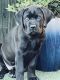 Cane Corso Puppies for sale in Tracy, CA, USA. price: $1,000